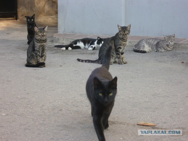 Коты Севастополя