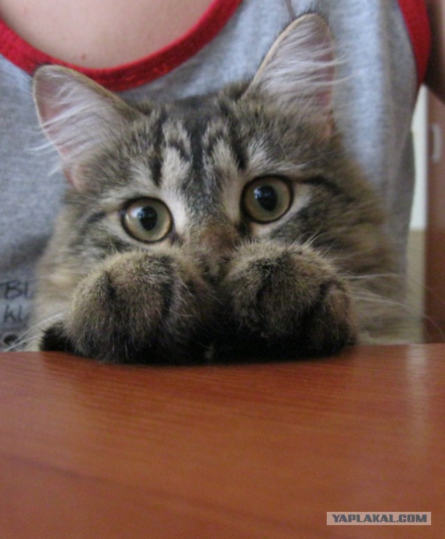 Котовторник 29.10.2013