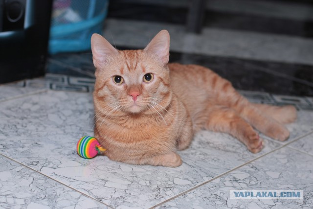 Котовторник 25.02.2014