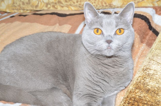 Котовторник 01.04.2014