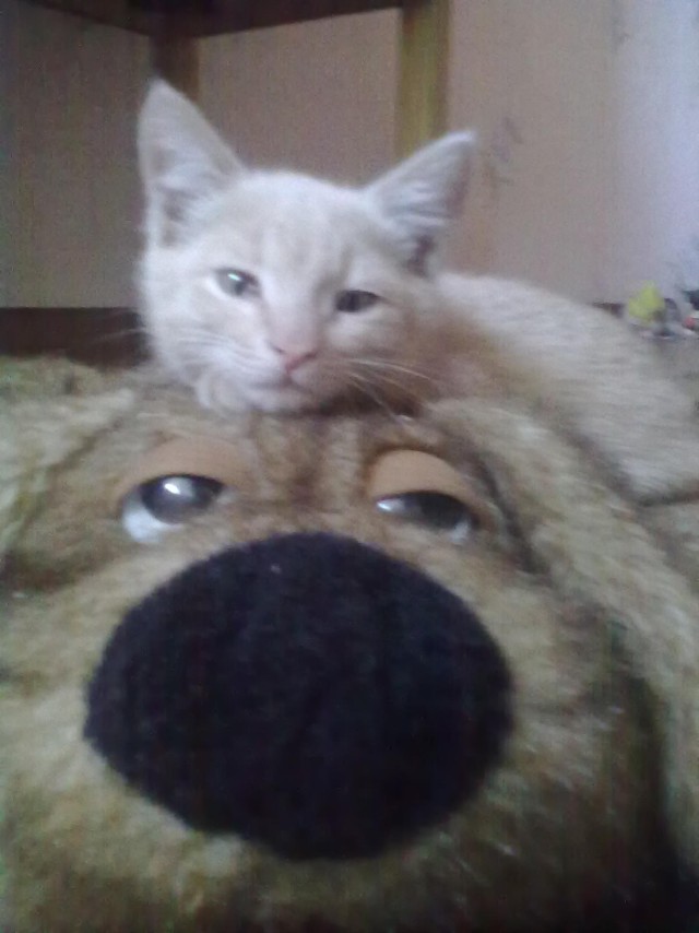 С Котовторником!