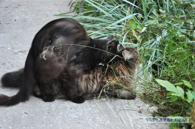 Котовторник 05.08.2014