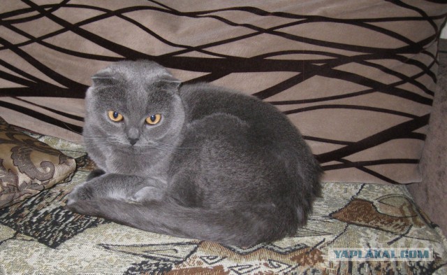 Котовторник 19.08.2014