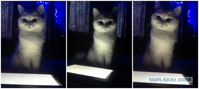 Котовторник 02.09.2014