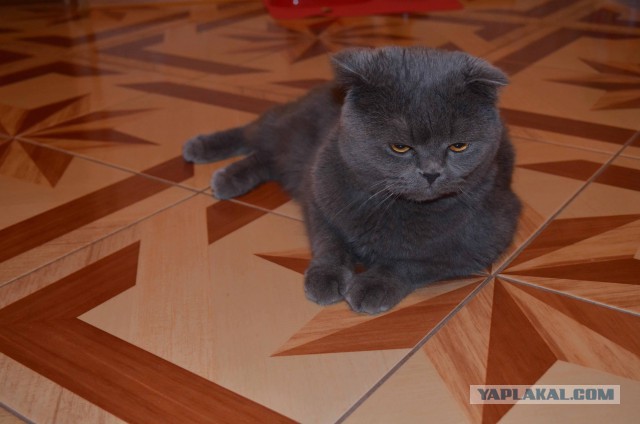 Вот такое чудо летело в Симферополь.