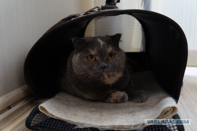 Котовторник