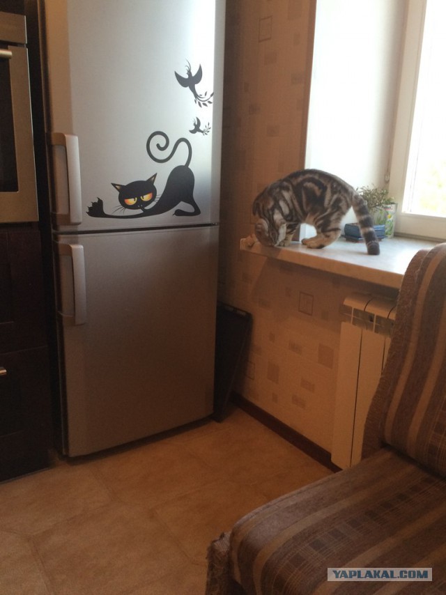 Котовторник   02.06.2015