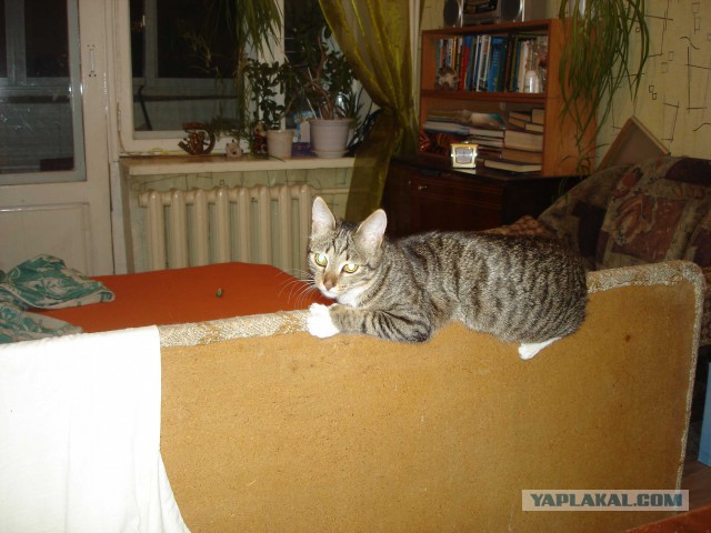 Котовторник 09.06.2015