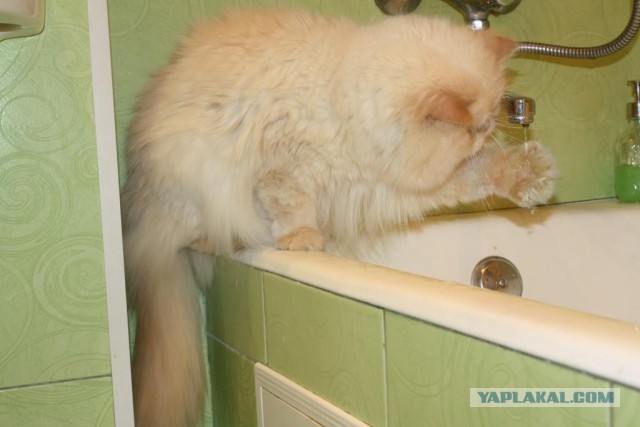 Котовторник 16.06.2015., Котовторник наступил!