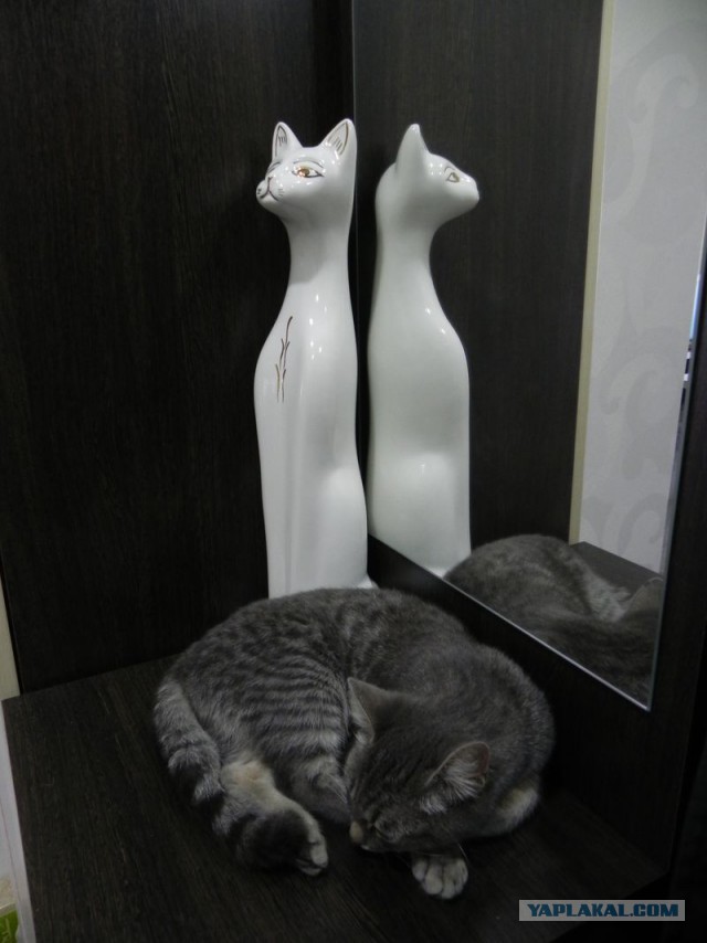 Котовторник 25.08.2015