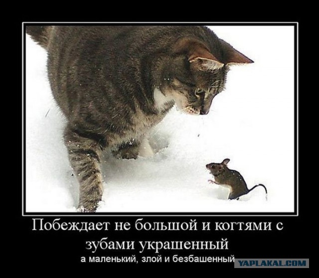 Прикольные картинки