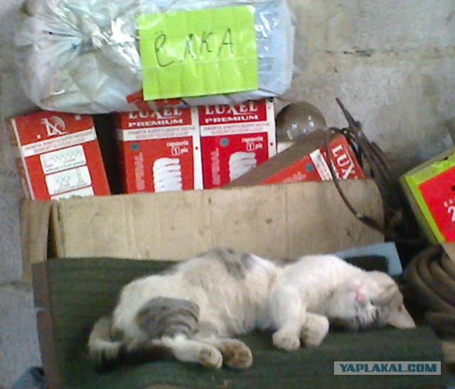 Котовторник 29-09-2015,