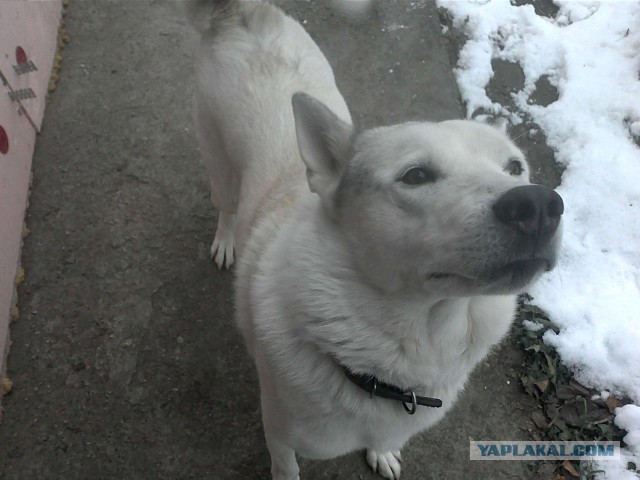 Мои собачки. К четвергу.