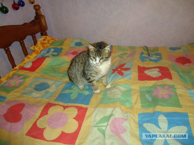 Котовторник