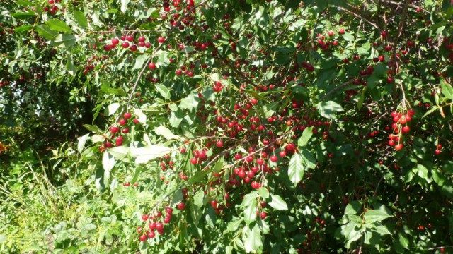 Я узнал, что у меня есть огромная семья