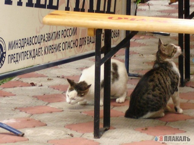 Сочинские КАШАКИ!!!