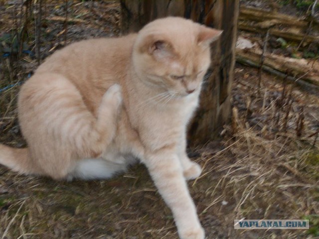 Жизнь домашнего приюта для котеек 108