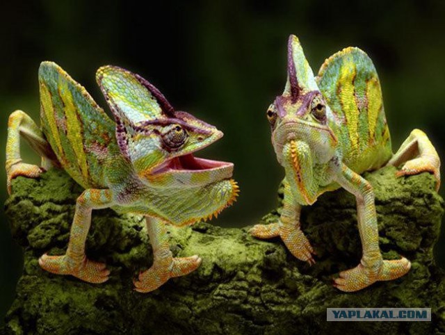Эти глаза напротив. Калейдоскоп.