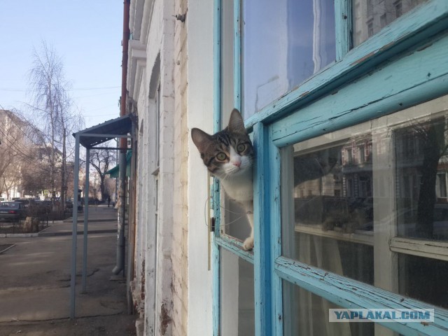 Кошки, которых я встретил на своем пути:)