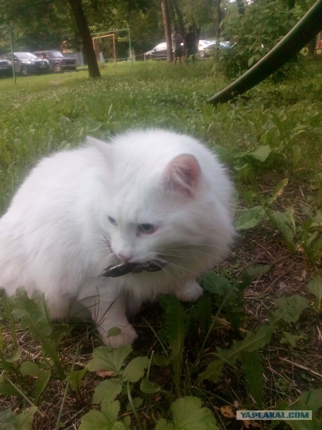 Человек, я тебе покушать принёс!