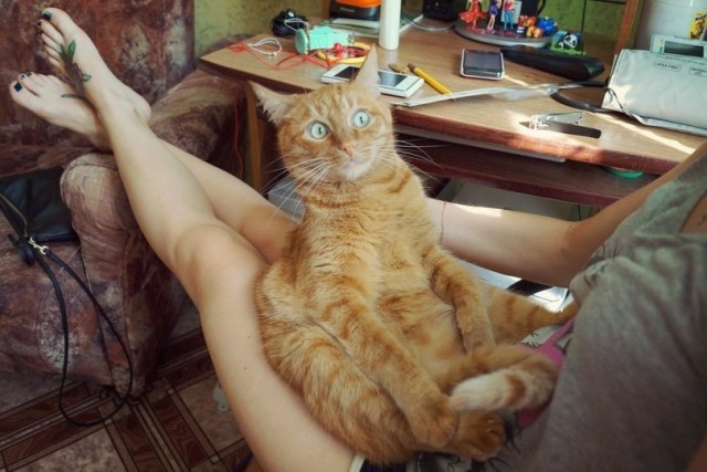 Коты из сети