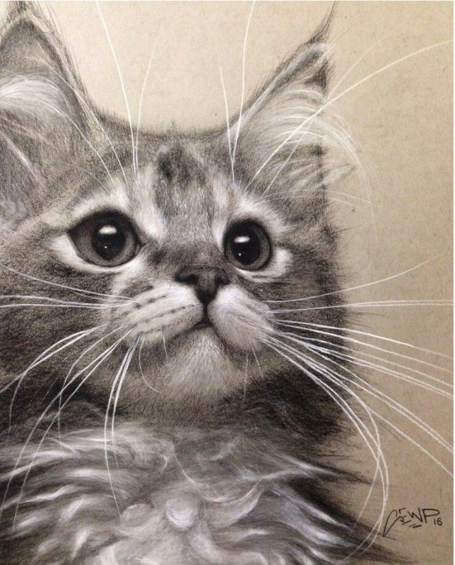 Коты из сети