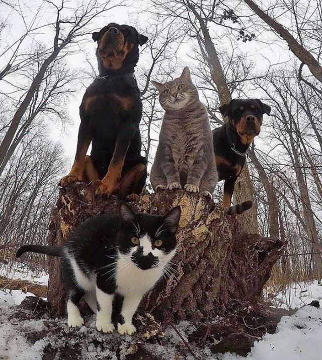 Самые смешные животные
