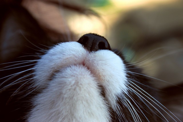 Коты и Кошки