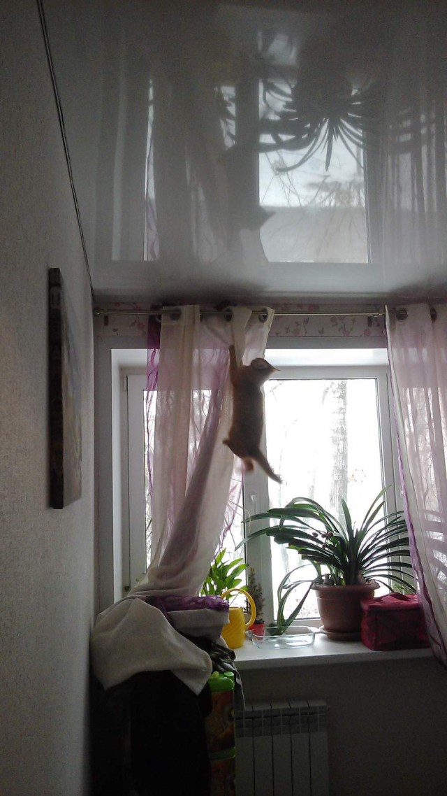 Котовторник 04/04/2017