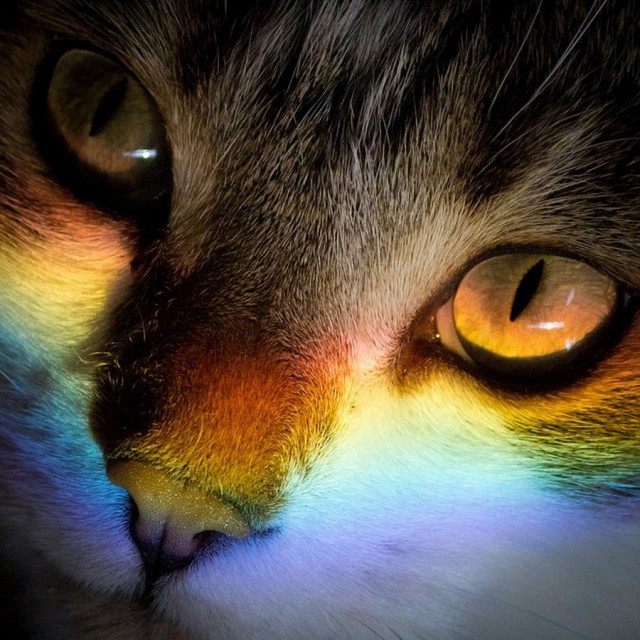 Коты и Кошки