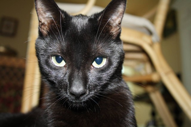 Коты и Кошки