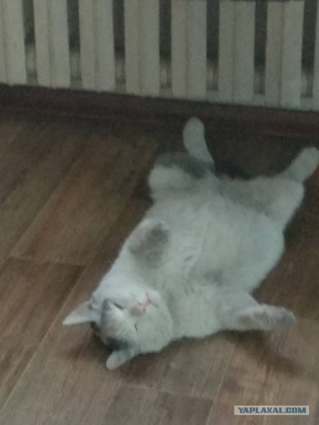 Котовторник 02.01.2018