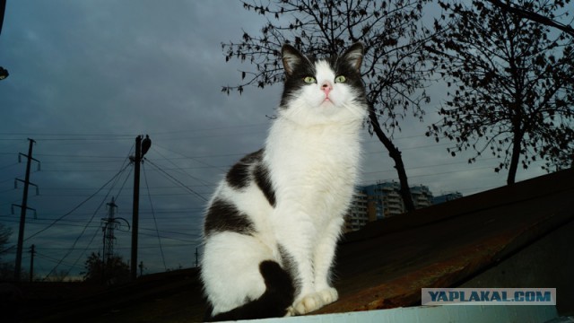 Котовторник  13.02.2018