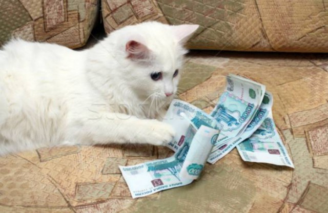 Фотобомбы котов