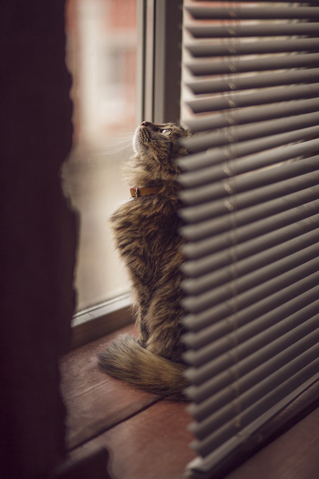 Котовторник 20.03.2018