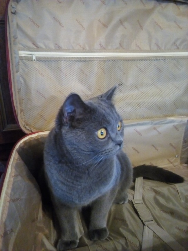 Котовторник