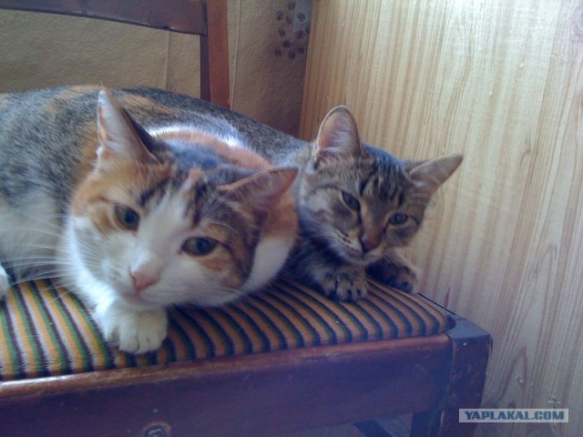 И снова во вторник - котовторник