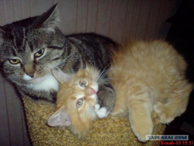 Последний Котовторник... октября :)