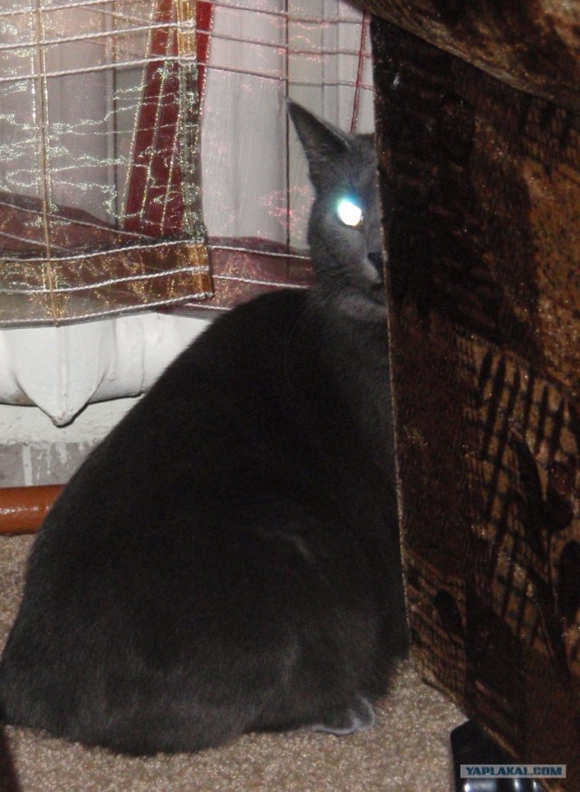 Котовторник 1.02.2011