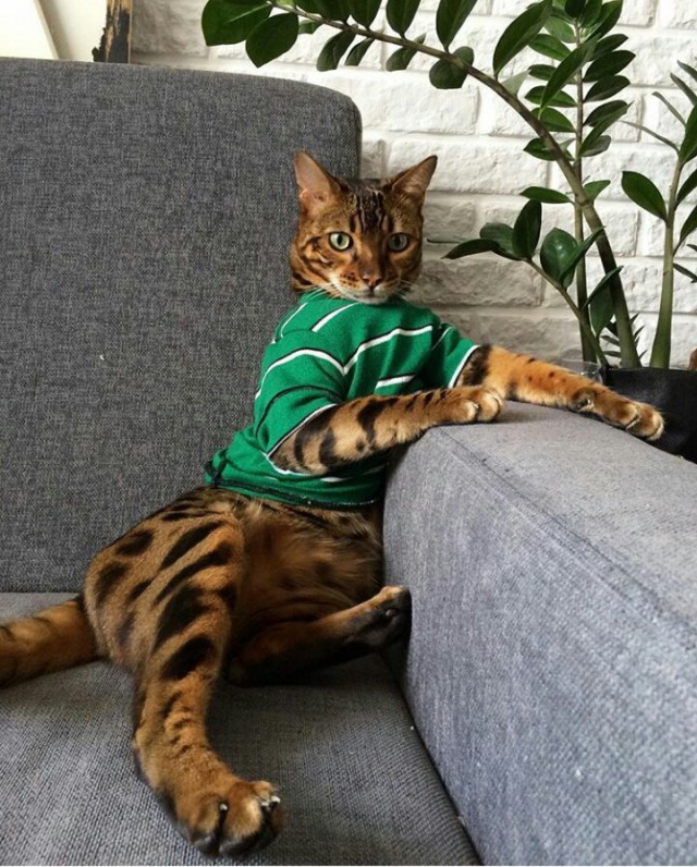 Прикольных котов пост