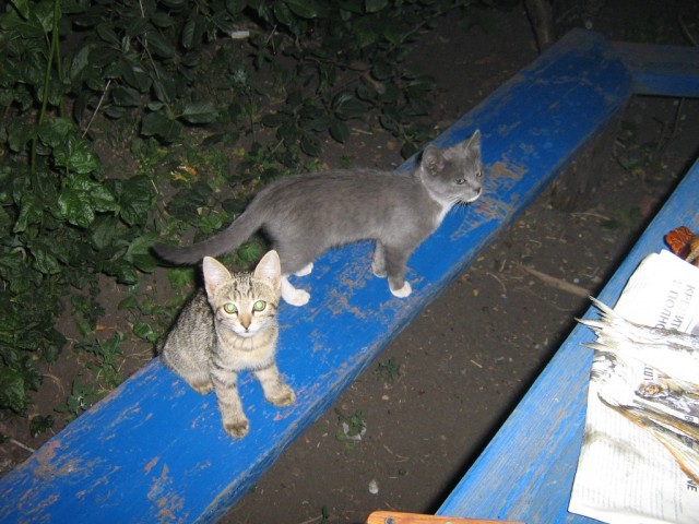 Первый котовторник июля