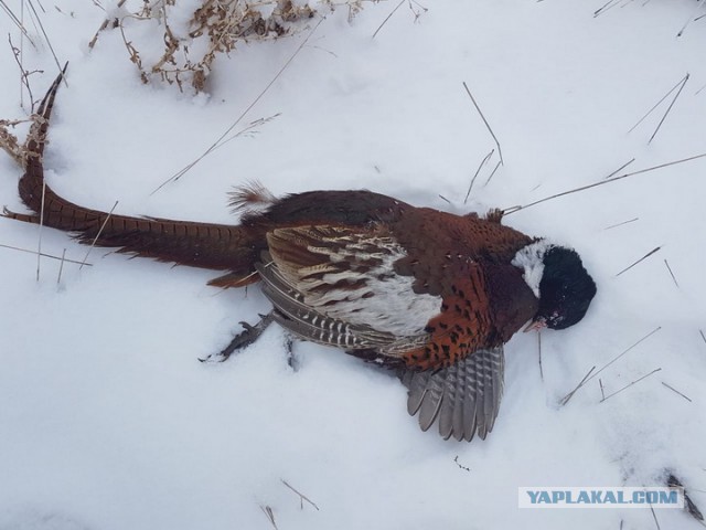 Плов с курицей