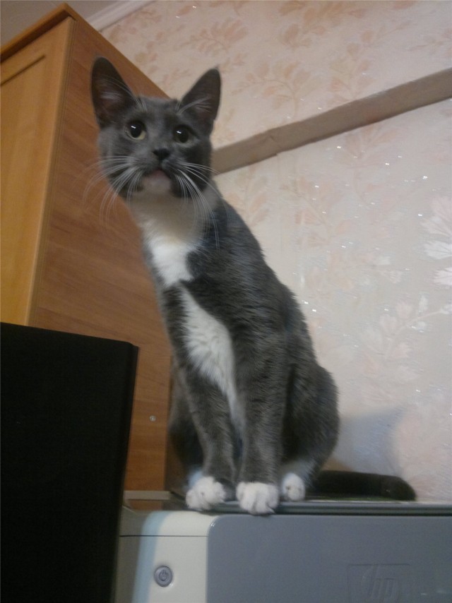 С котовторником !