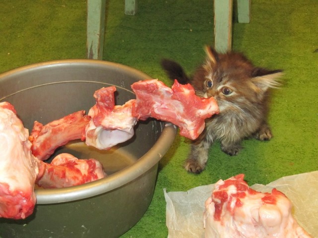 Котовторник!