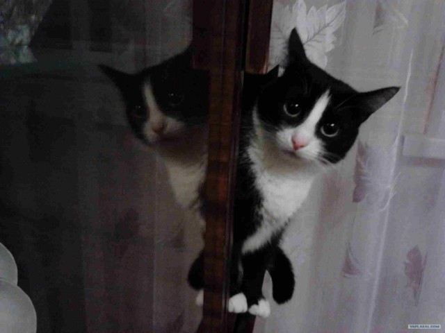 Котовторник 17 января