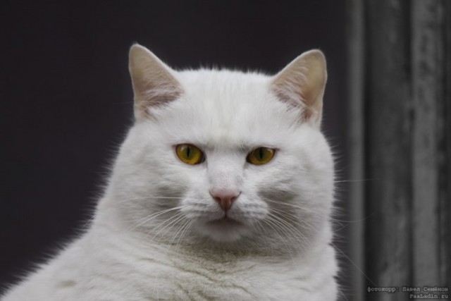 Котовторник (07.02.2012)