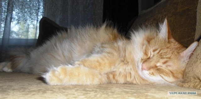 Котовторник (15.05.2012)
