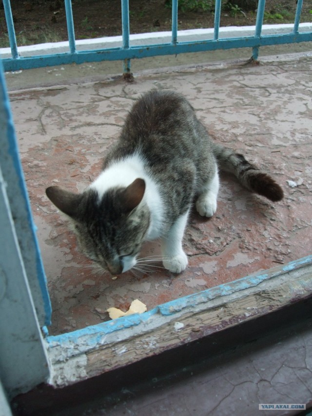 Котовторник 31.07.2012 г.