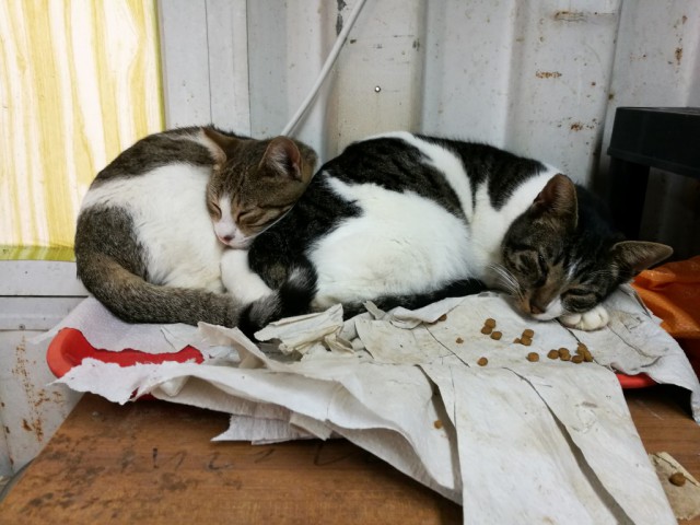 Забавные фото котеек