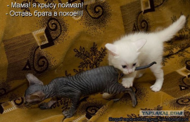 Картинки с котами и про котов
